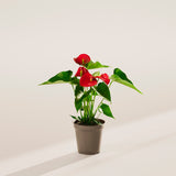 Flamingo Flower - Indoor Plants - PL_FF_4IN1 - Varnish + Vine - 40