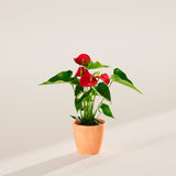 Flamingo Flower - Indoor Plants - PB_FF_ECO_CH_4IN1 - Varnish + Vine - 24