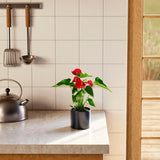 Flamingo Flower - Indoor Plants - PB_FF_ECO_CH_4IN1 - Varnish + Vine - 29