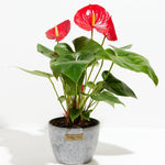 Flamingo Flower - Indoor Plants - PL_FF_4IN1 - Varnish + Vine - 13