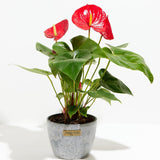 Flamingo Flower - Indoor Plants - PL_FF_4IN1 - Varnish + Vine - 13