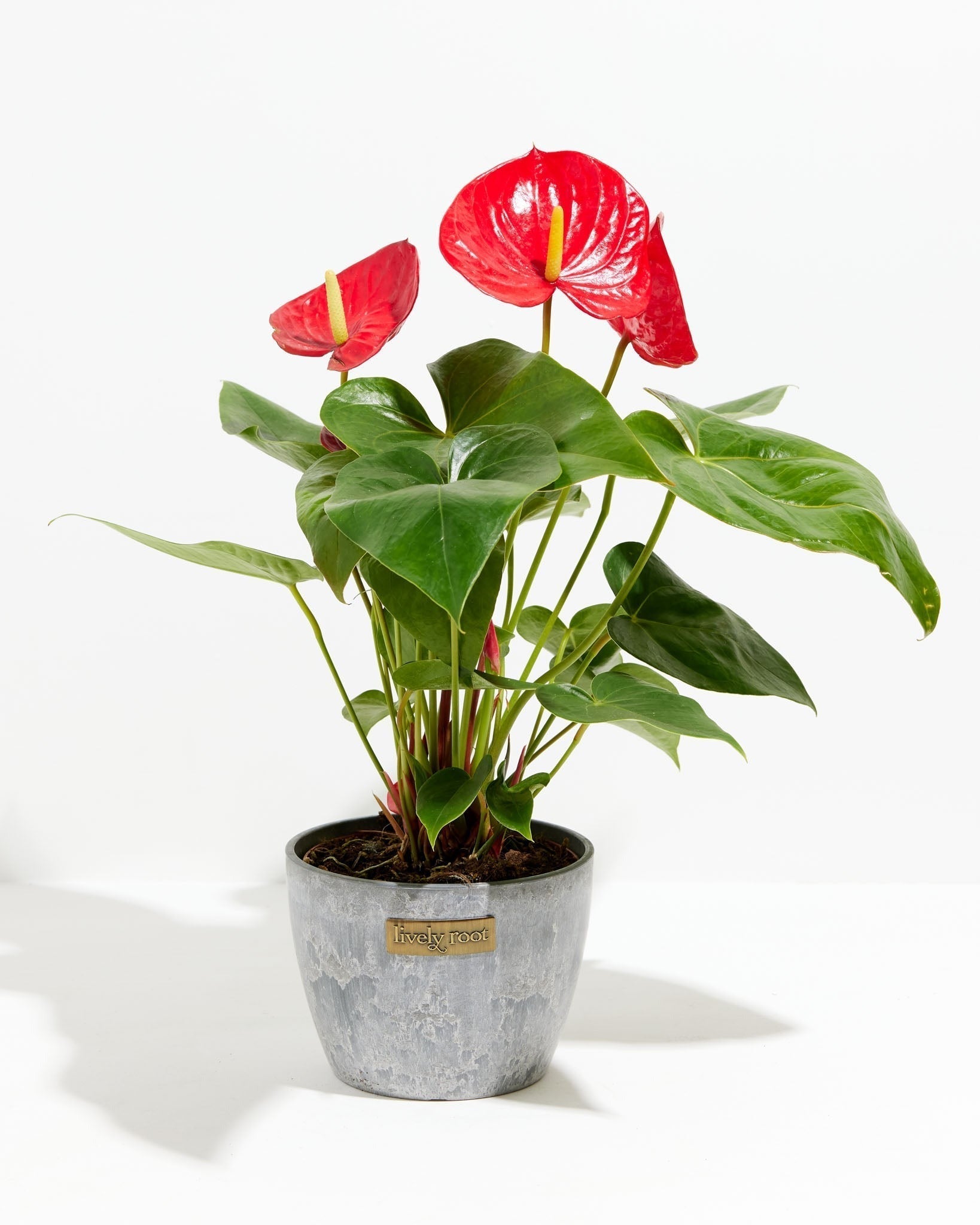 Flamingo Flower - Indoor Plants - PL_FF_4IN1 - Varnish + Vine - 13