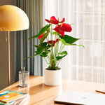 Flamingo Flower - Indoor Plants - PB_FF_ECO_MA_6IN1 - Varnish + Vine - 69