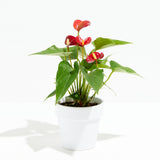 Flamingo Flower - Indoor Plants - PB_FF_CP_GW_4IN1 - Varnish + Vine - 16