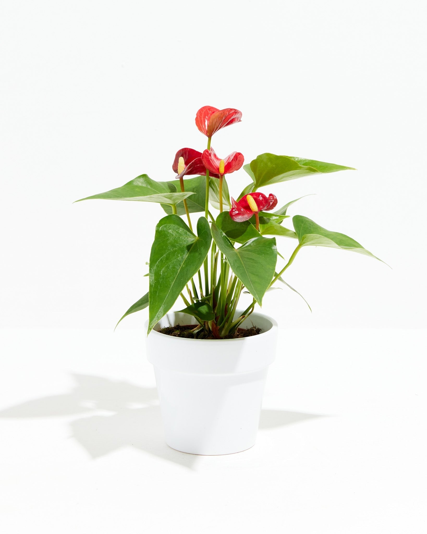 Flamingo Flower - Indoor Plants - PB_FF_CP_GW_4IN1 - Varnish + Vine - 16