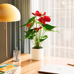 Flamingo Flower - Indoor Plants - PB_FF_SWP_EG_6IN1 - Varnish + Vine - 49