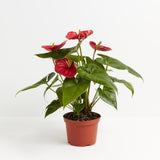 Flamingo Flower - Indoor Plants - PL_FF_4IN1 - Varnish + Vine - 5