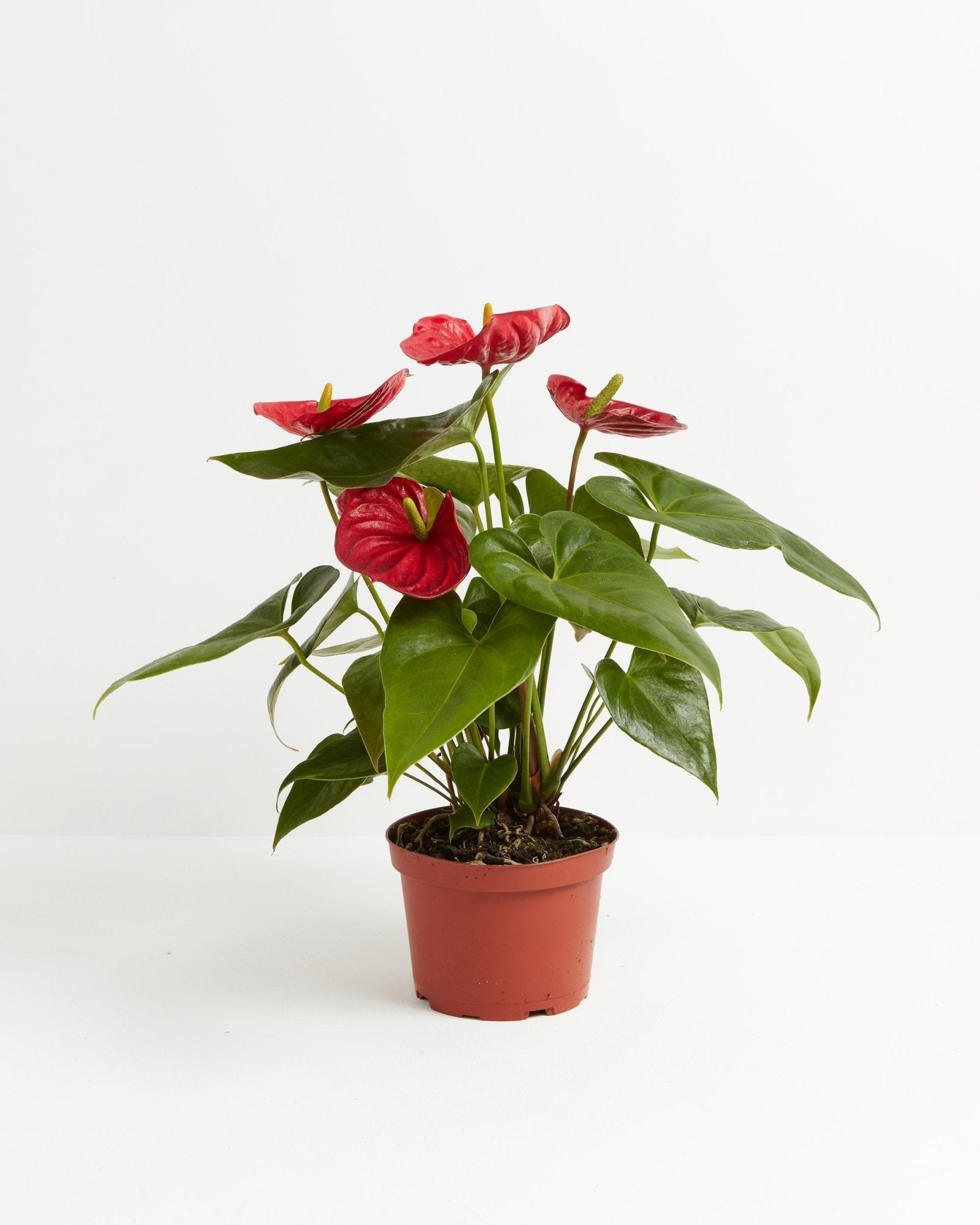 Flamingo Flower - Indoor Plants - PL_FF_4IN1 - Varnish + Vine - 5