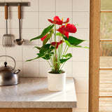Flamingo Flower - Indoor Plants - PB_FF_SWP_EG_6IN1 - Varnish + Vine - 48
