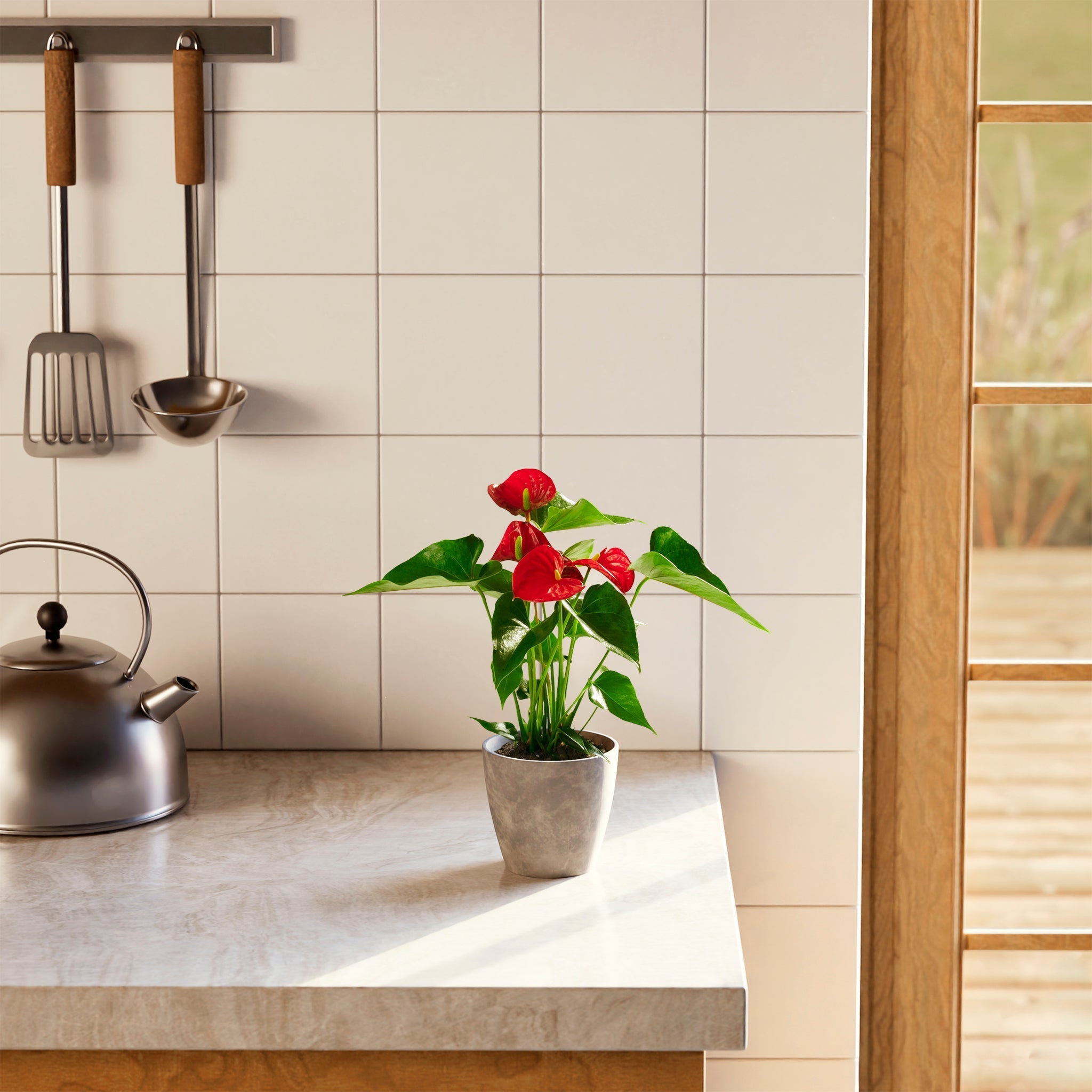 Flamingo Flower - Indoor Plants - PB_FF_ECO_CH_4IN1 - Varnish + Vine - 25