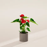 Flamingo Flower - Indoor Plants - PB_FF_ECO_CH_4IN1 - Varnish + Vine - 28