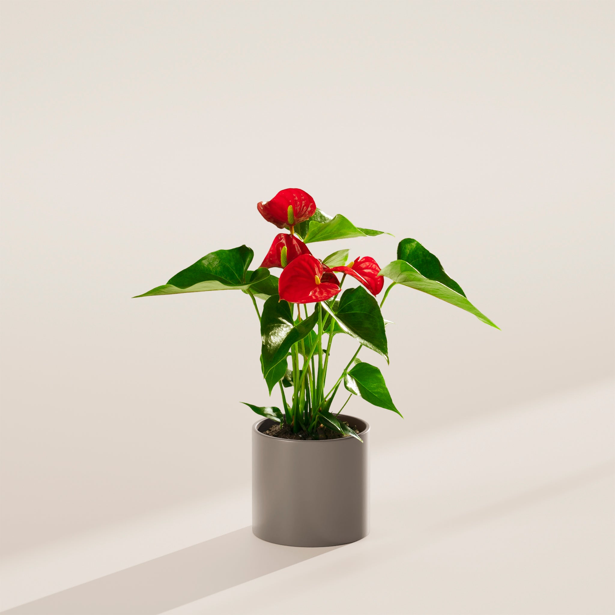 Flamingo Flower - Indoor Plants - PB_FF_ECO_CH_4IN1 - Varnish + Vine - 28