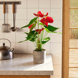 Flamingo Flower - Indoor Plants - PB_FF_ECO_EG_6IN1 - Varnish + Vine - 61