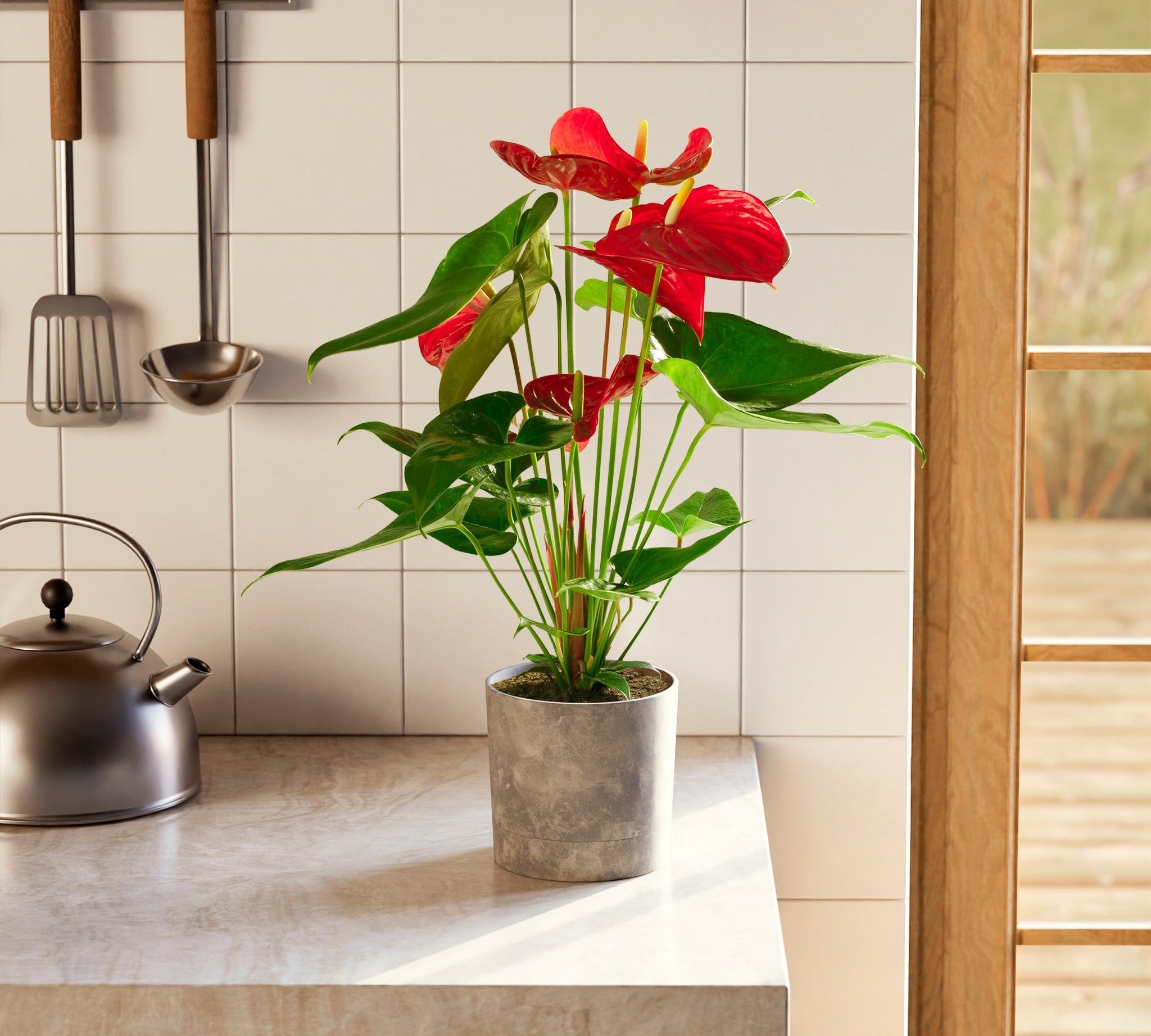 Flamingo Flower - Indoor Plants - PL_FF_4IN1 - Varnish + Vine - 1