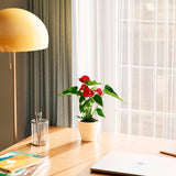 Flamingo Flower - Indoor Plants - PB_FF_ECO_CH_4IN1 - Varnish + Vine - 27