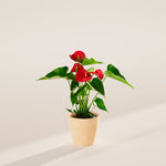 Flamingo Flower - Indoor Plants - PB_FF_ECO_MA_4IN1 - Varnish + Vine - 39