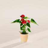 Flamingo Flower - Indoor Plants - PB_FF_ECO_MA_4IN1 - Varnish + Vine - 39