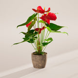 Flamingo Flower - Indoor Plants - PB_FF_ECO_EG_6IN1 - Varnish + Vine - 59