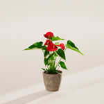 Flamingo Flower - Indoor Plants - PB_FF_ECO_EG_4IN1 - Varnish + Vine - 37
