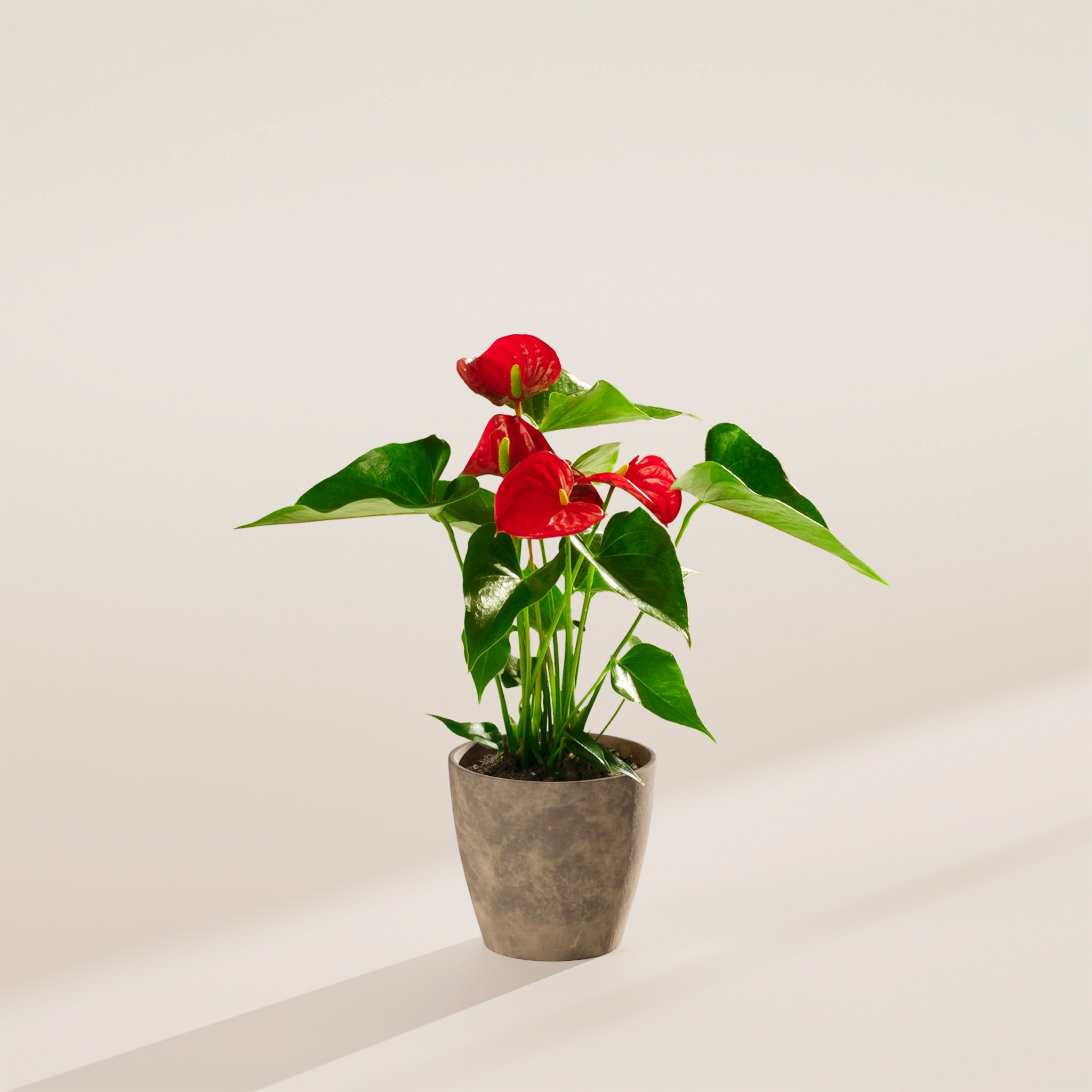 Flamingo Flower - Indoor Plants - PB_FF_ECO_EG_4IN1 - Varnish + Vine - 37