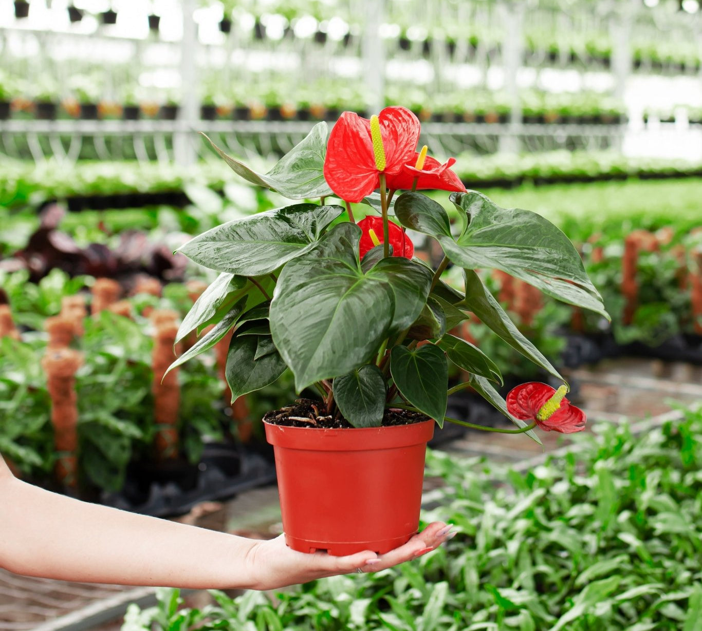 Flamingo Flower - Indoor Plants - PL_FF_4IN1 - Varnish + Vine - 3