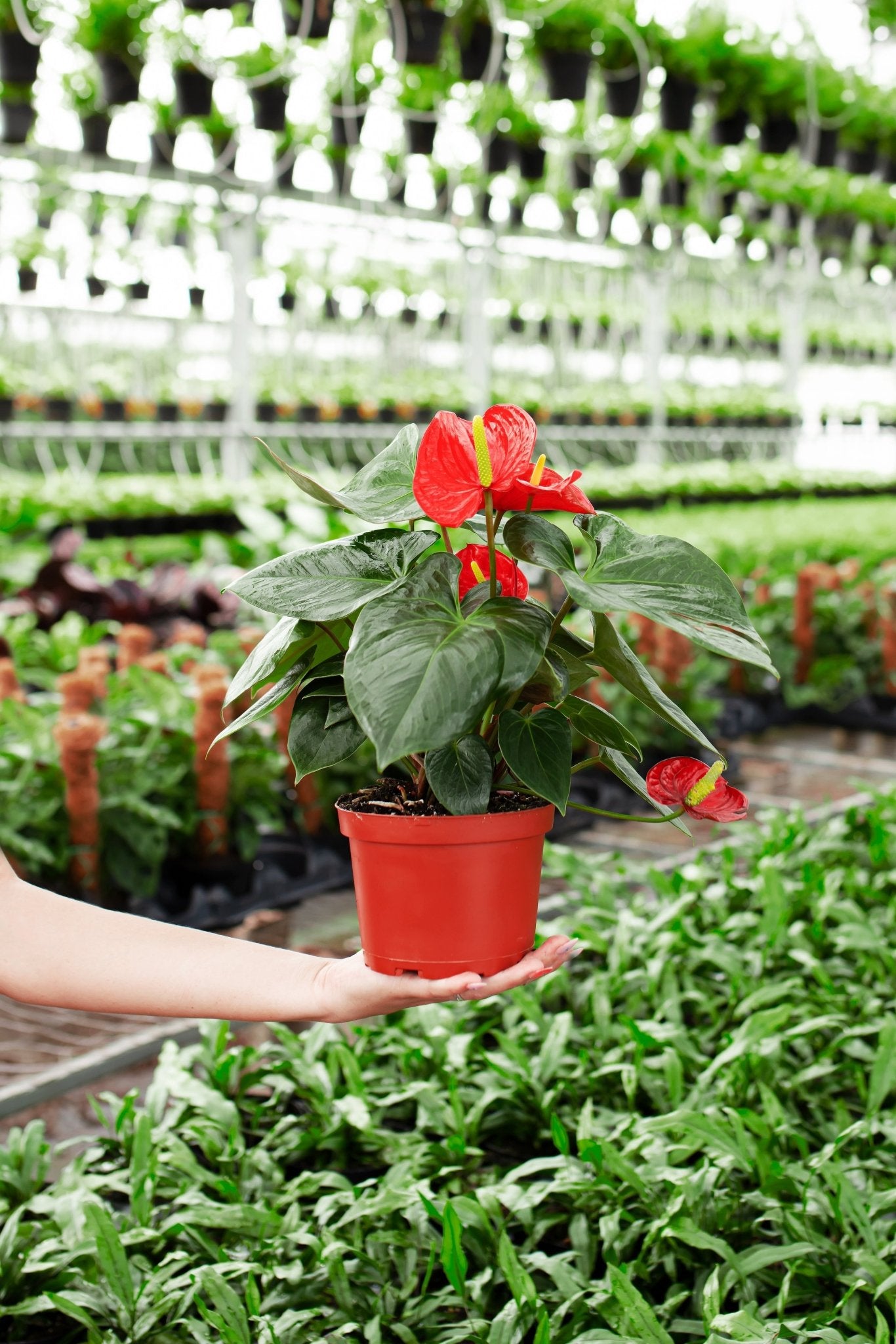 Flamingo Flower - Indoor Plants - PL_FF_4IN1 - Varnish + Vine - 3