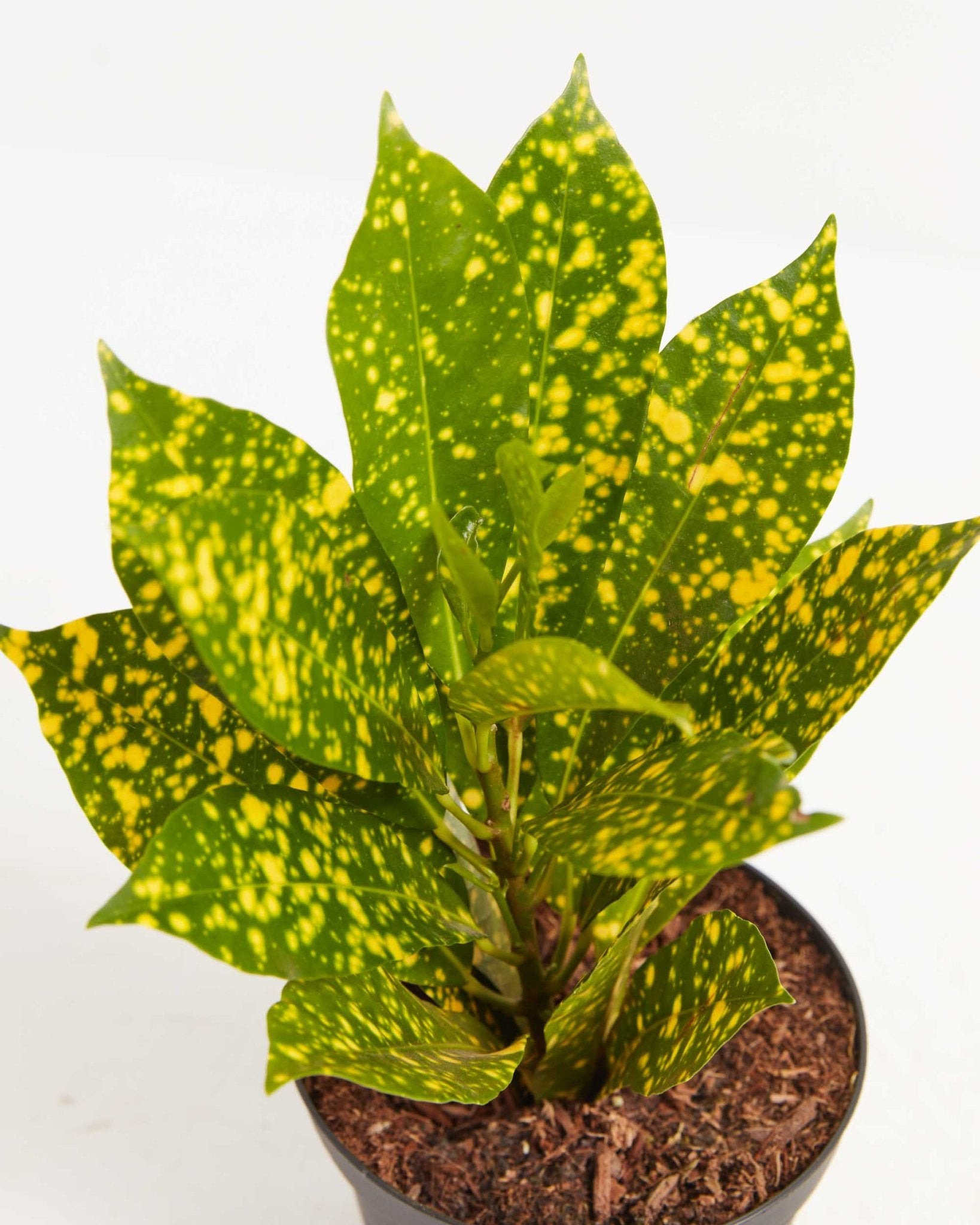 Gold Dust Croton Plant - Indoor Plants - PL_GDC_4IN1 - Varnish + Vine - 1