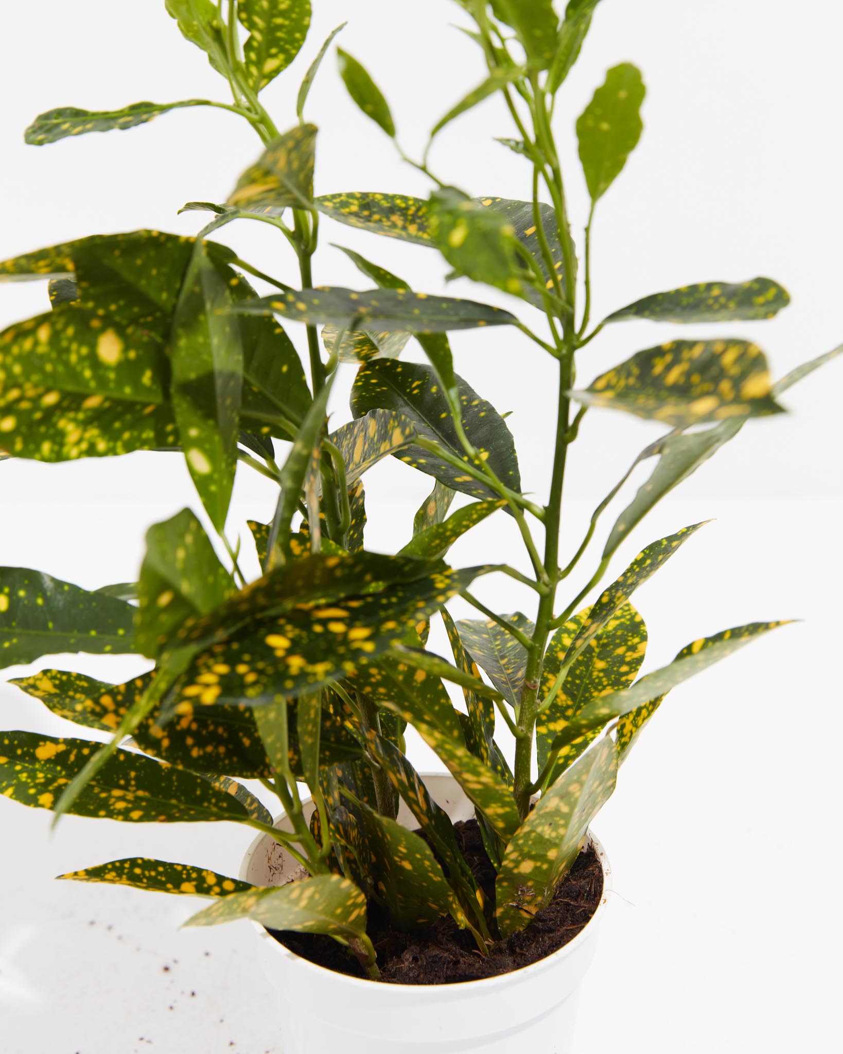 Gold Dust Croton Plant - Indoor Plants - PL_GDC_4IN1 - Varnish + Vine - 6
