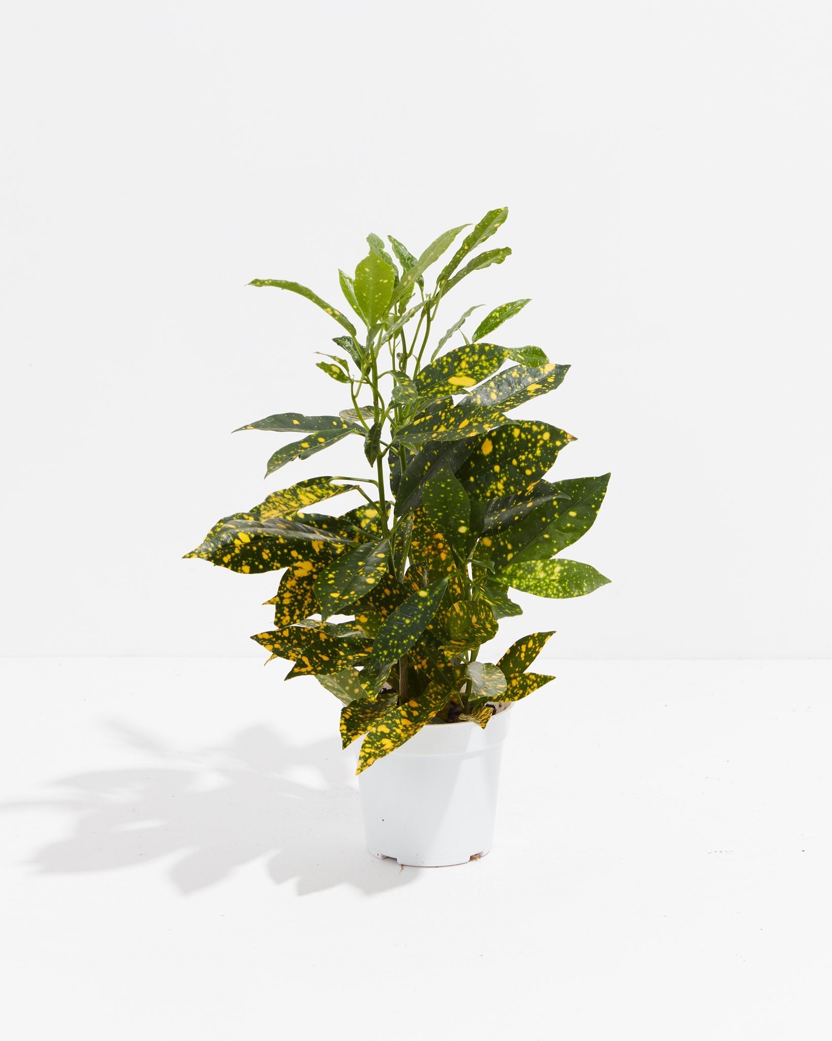 Gold Dust Croton Plant - Indoor Plants - PL_GDC_4IN1 - Varnish + Vine - 7