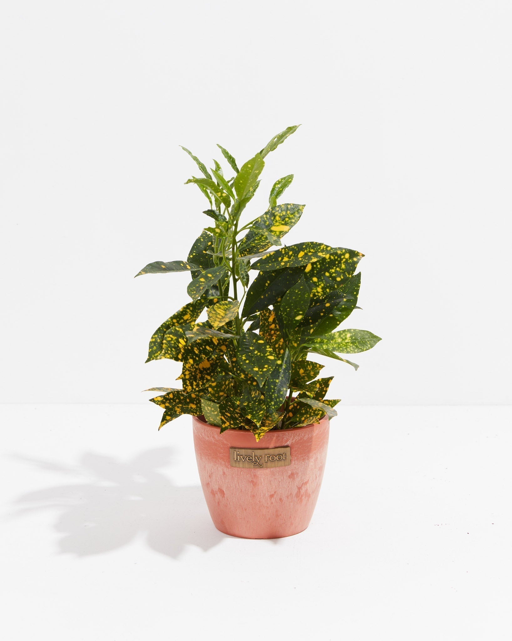 Gold Dust Croton Plant - Indoor Plants - PB_GDC_ECO_CH_4IN1 - Varnish + Vine - 10