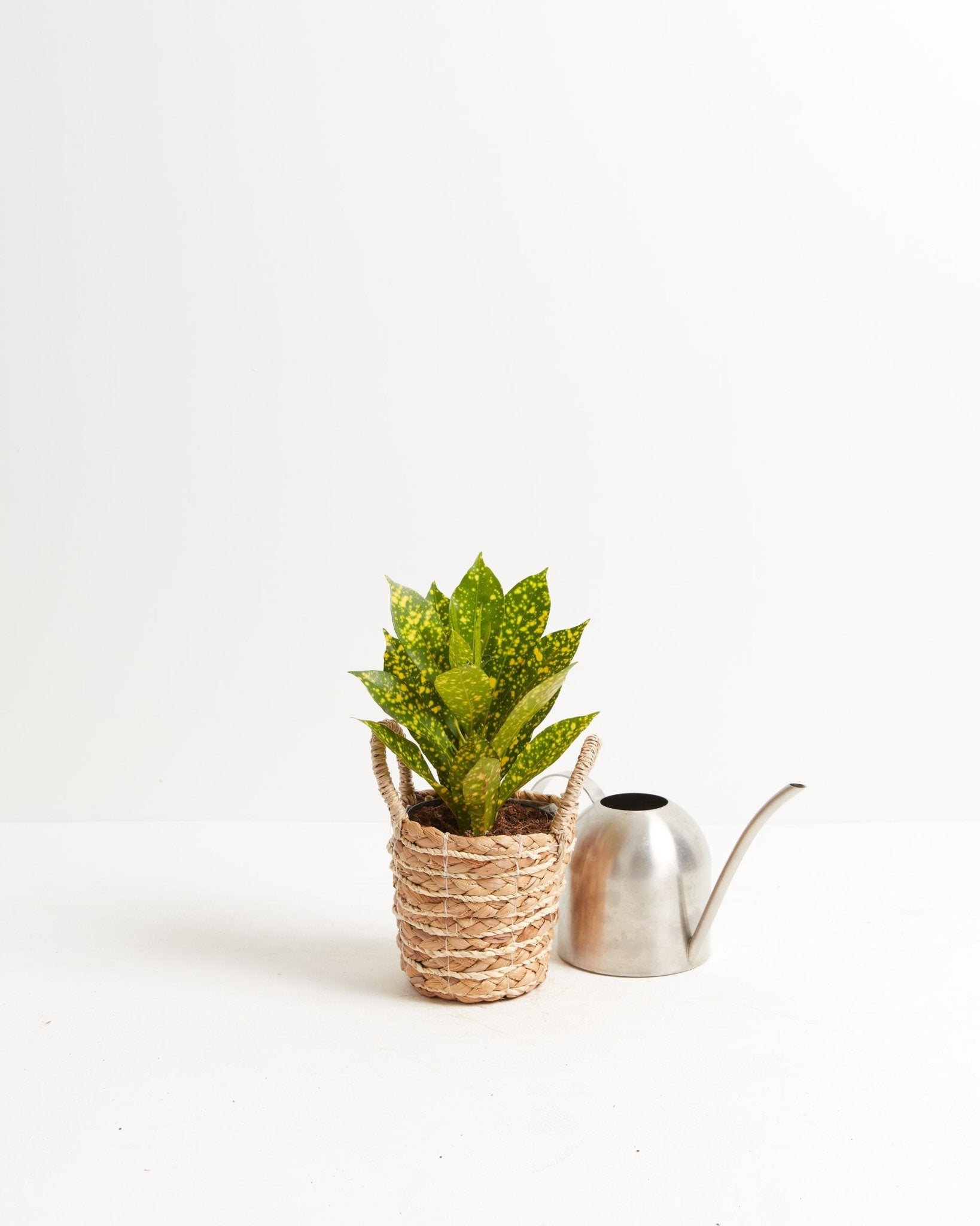 Gold Dust Croton Plant - Indoor Plants - PL_GDC_4IN1 - Varnish + Vine - 3