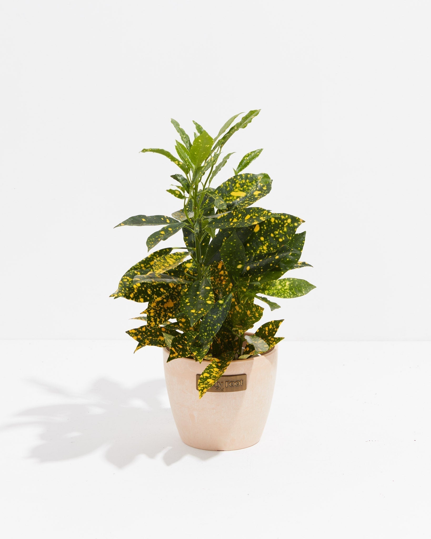 Gold Dust Croton Plant - Indoor Plants - PB_GDC_ECO_MA_4IN1 - Varnish + Vine - 11