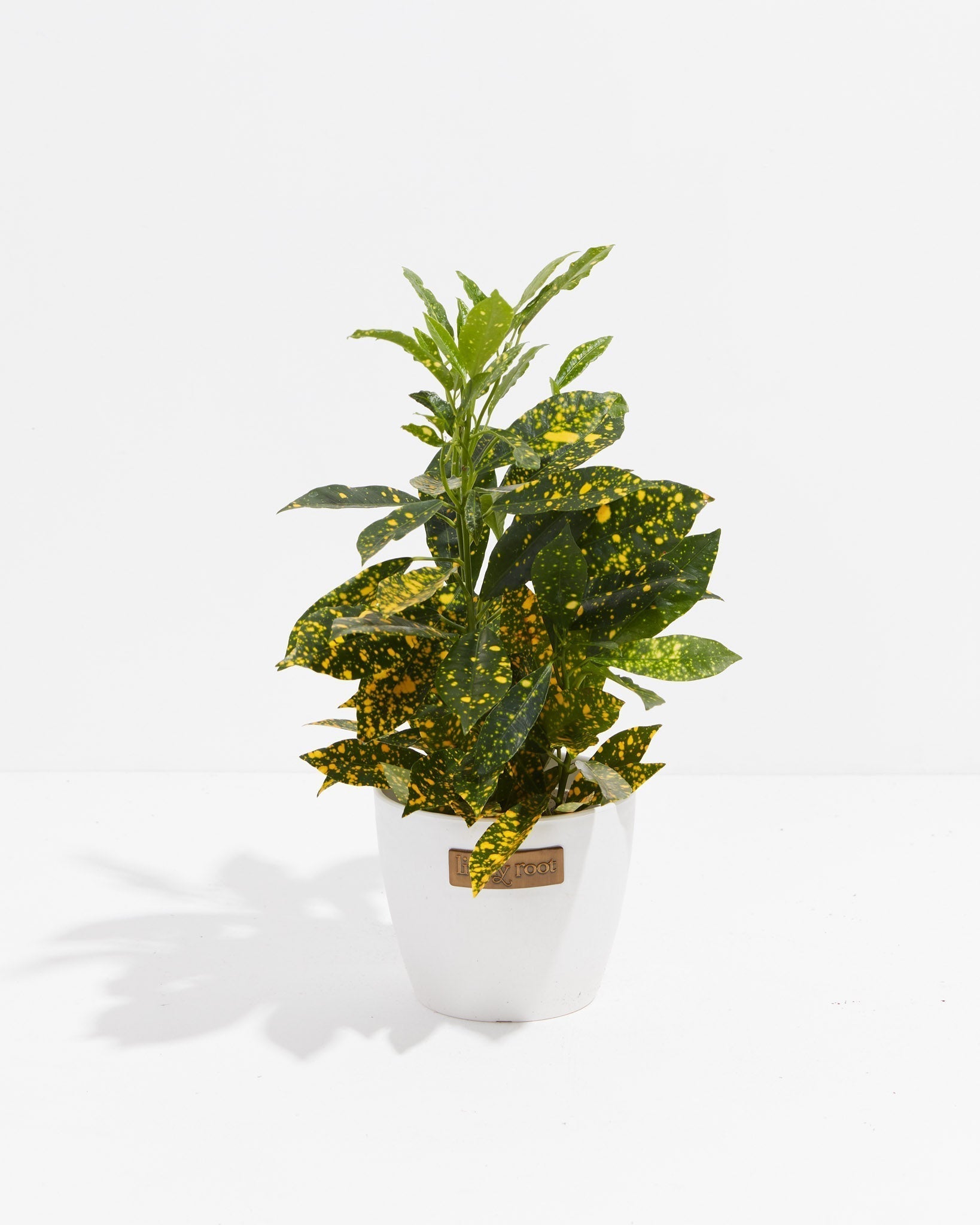 Gold Dust Croton Plant - Indoor Plants - PB_GDC_ECO_CO_4IN1 - Varnish + Vine - 8