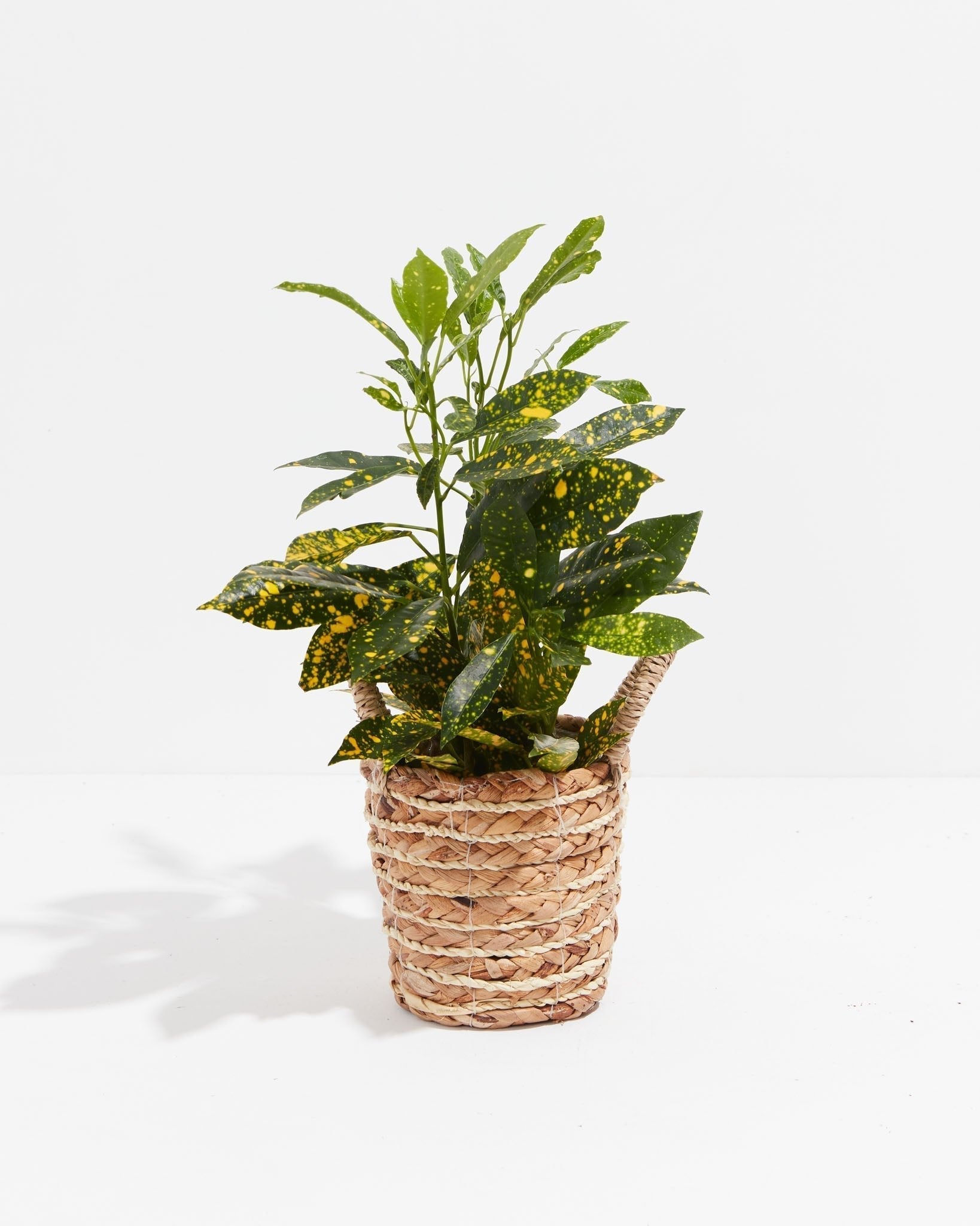 Gold Dust Croton Plant - Indoor Plants - PB_GDC_BAS_LI_4IN1 - Varnish + Vine - 12