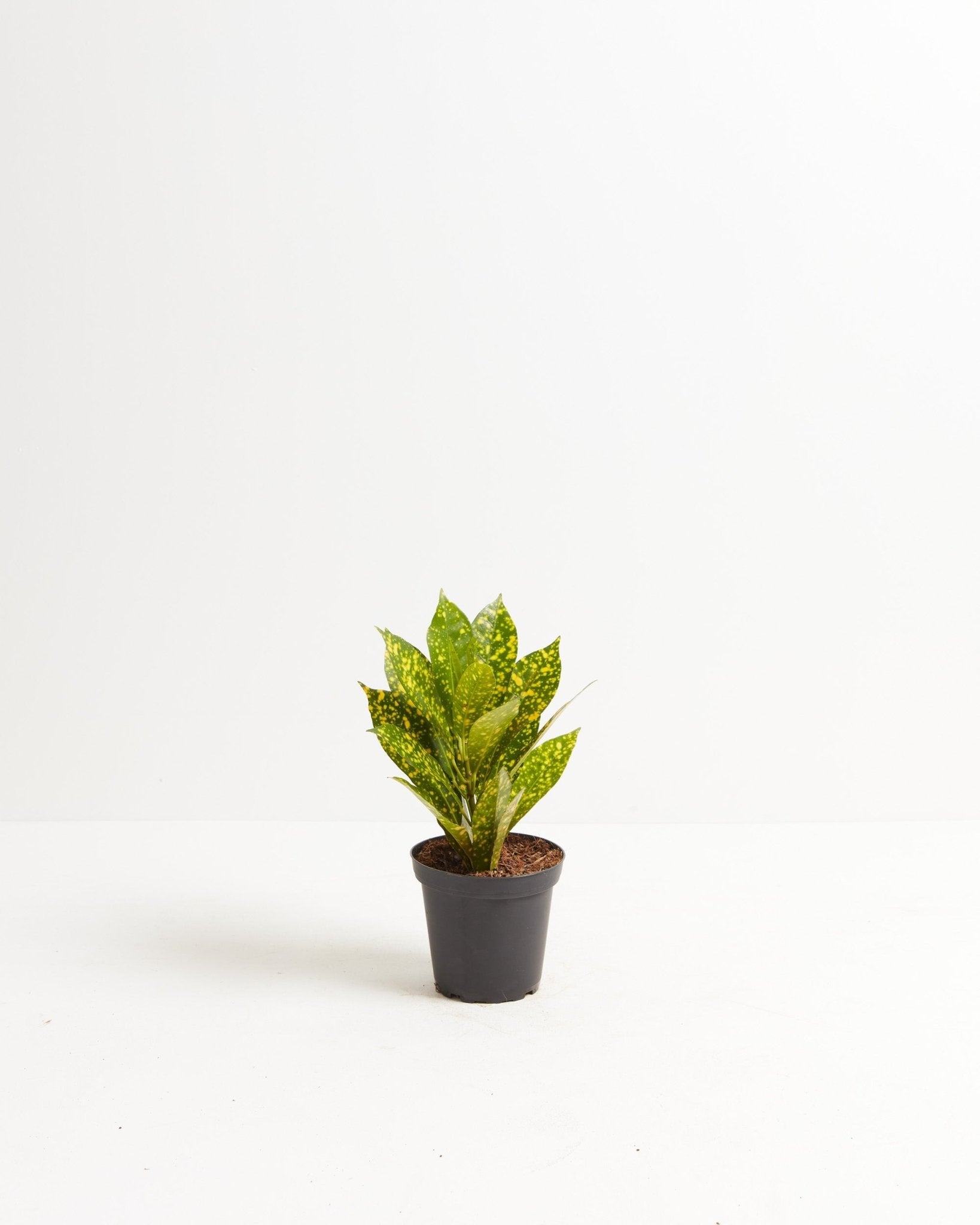 Gold Dust Croton Plant - Indoor Plants - PL_GDC_4IN1 - Varnish + Vine - 4