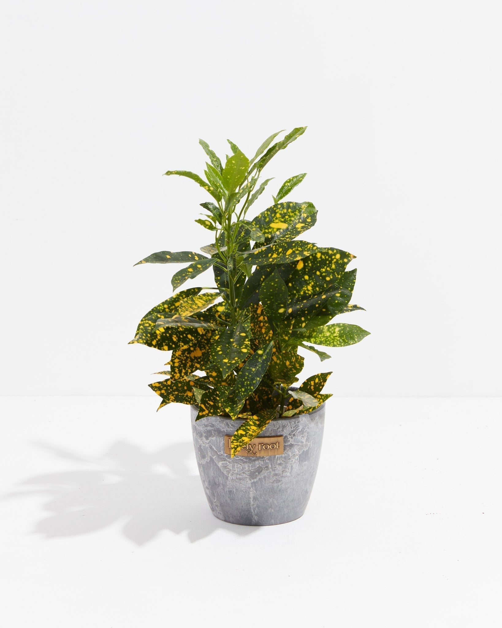 Gold Dust Croton Plant - Indoor Plants - PB_GDC_ECO_EG_4IN1 - Varnish + Vine - 9