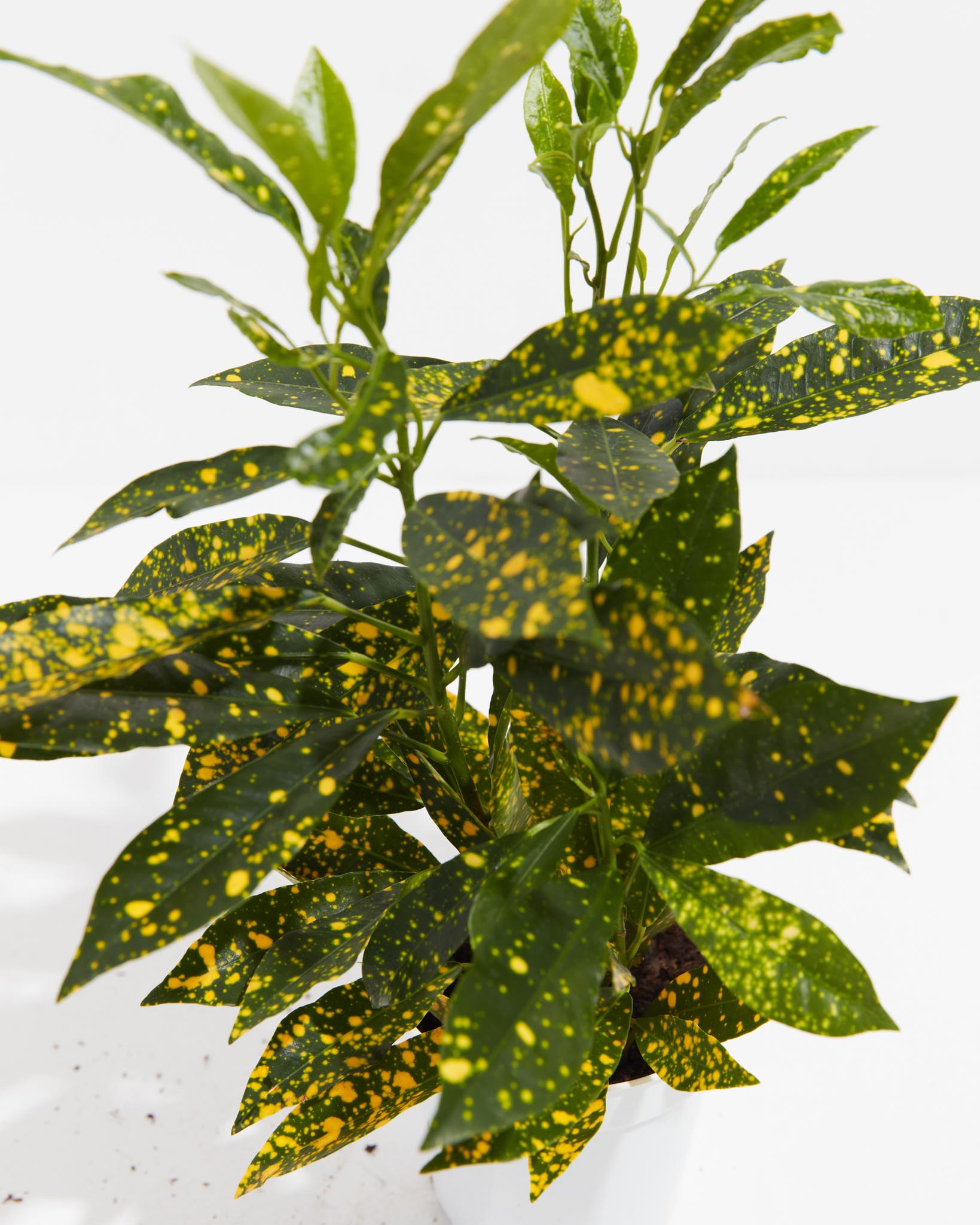 Gold Dust Croton Plant - Indoor Plants - PL_GDC_4IN1 - Varnish + Vine - 2
