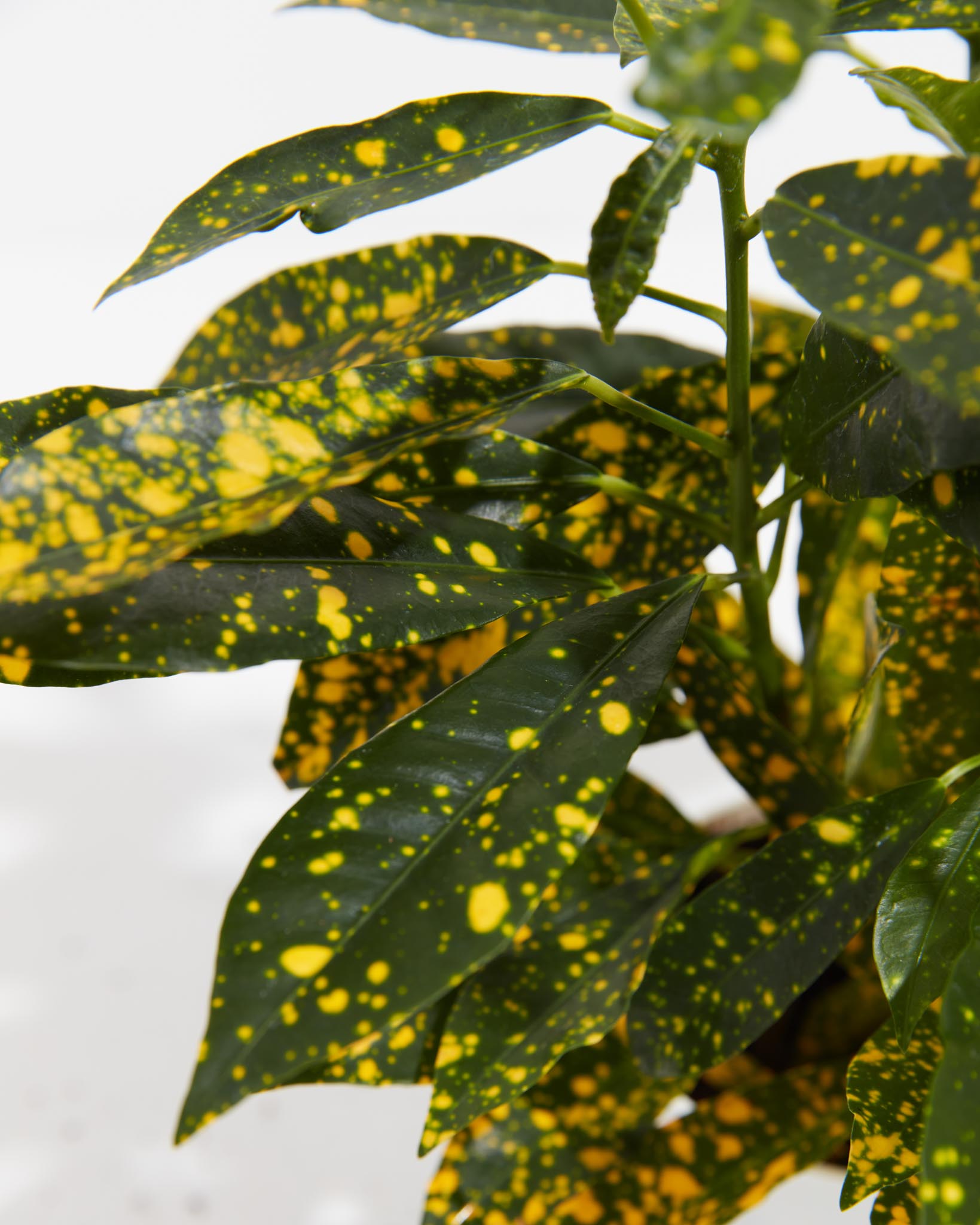 Gold Dust Croton Plant - Indoor Plants - PL_GDC_4IN1 - Varnish + Vine - 5