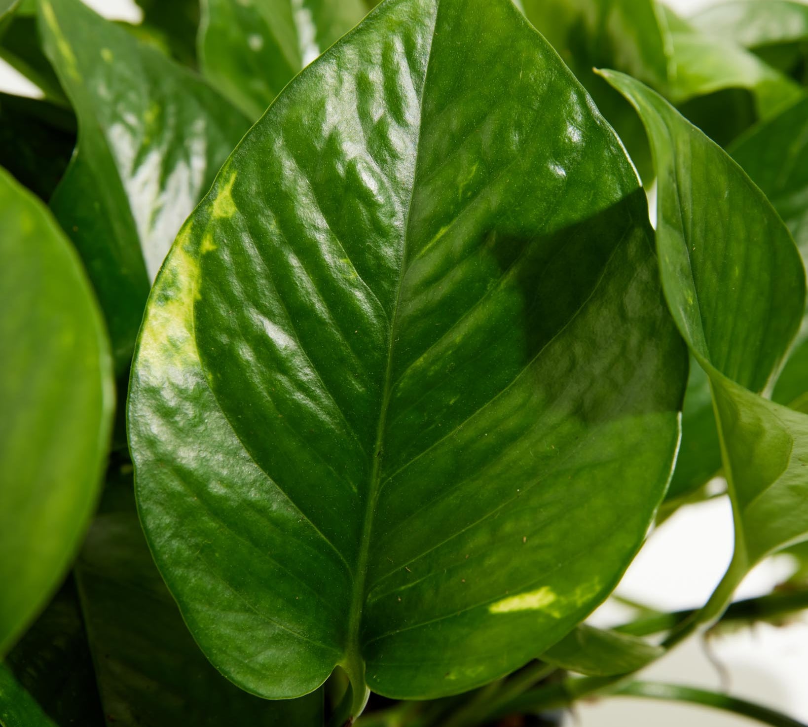 Golden Pothos Plant - Indoor Plants - PL_EGP_4IN1 - Varnish + Vine - 2