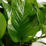Golden Pothos Plant - Indoor Plants - PL_EGP_4IN1 - Varnish + Vine - 2
