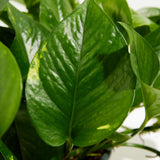 Golden Pothos Plant - Indoor Plants - PL_EGP_4IN1 - Varnish + Vine - 2
