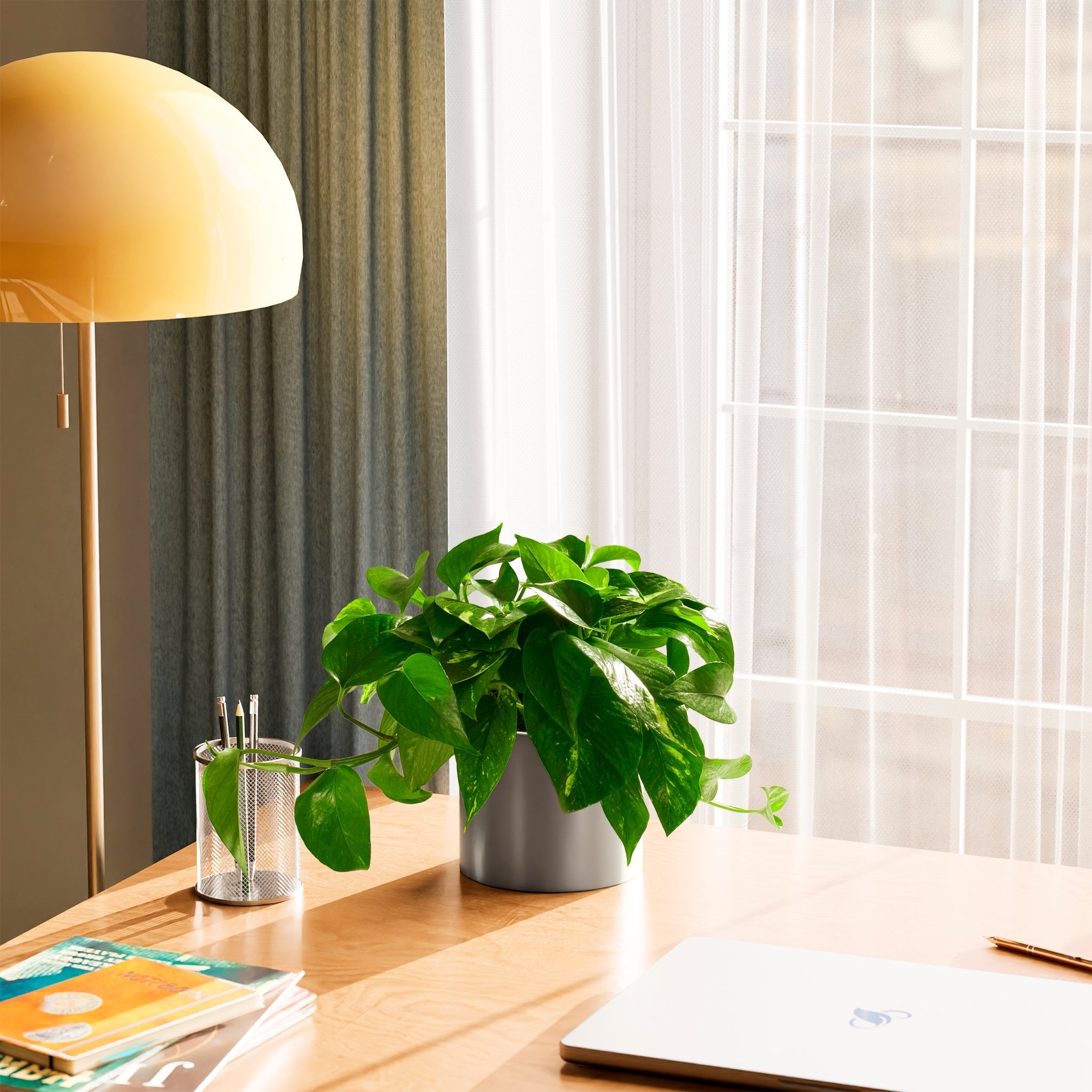 Golden Pothos Plant - Indoor Plants - PL_EGP_6IN1 - Varnish + Vine - 71