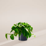 Golden Pothos Plant - Indoor Plants - PL_EGP_6IN1 - Varnish + Vine - 75