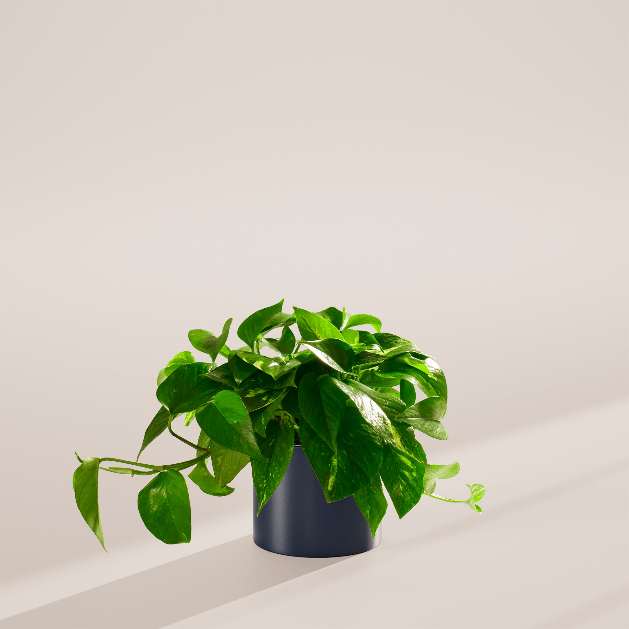 Golden Pothos Plant - Indoor Plants - PL_EGP_6IN1 - Varnish + Vine - 75