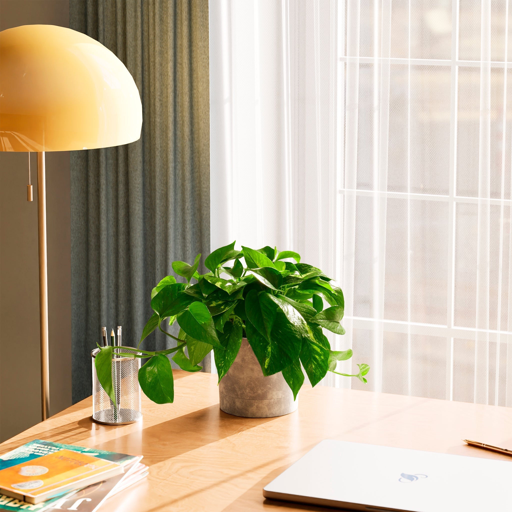 Golden Pothos Plant - Indoor Plants - PB_EGP_ECO_MA_6IN1 - Varnish + Vine - 65