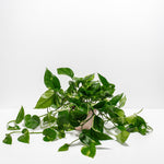Golden Pothos Plant - Indoor Plants - PL_EGP_8IN1 - Varnish + Vine - 21