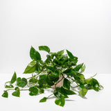 Golden Pothos Plant - Indoor Plants - PL_EGP_8IN1 - Varnish + Vine - 21
