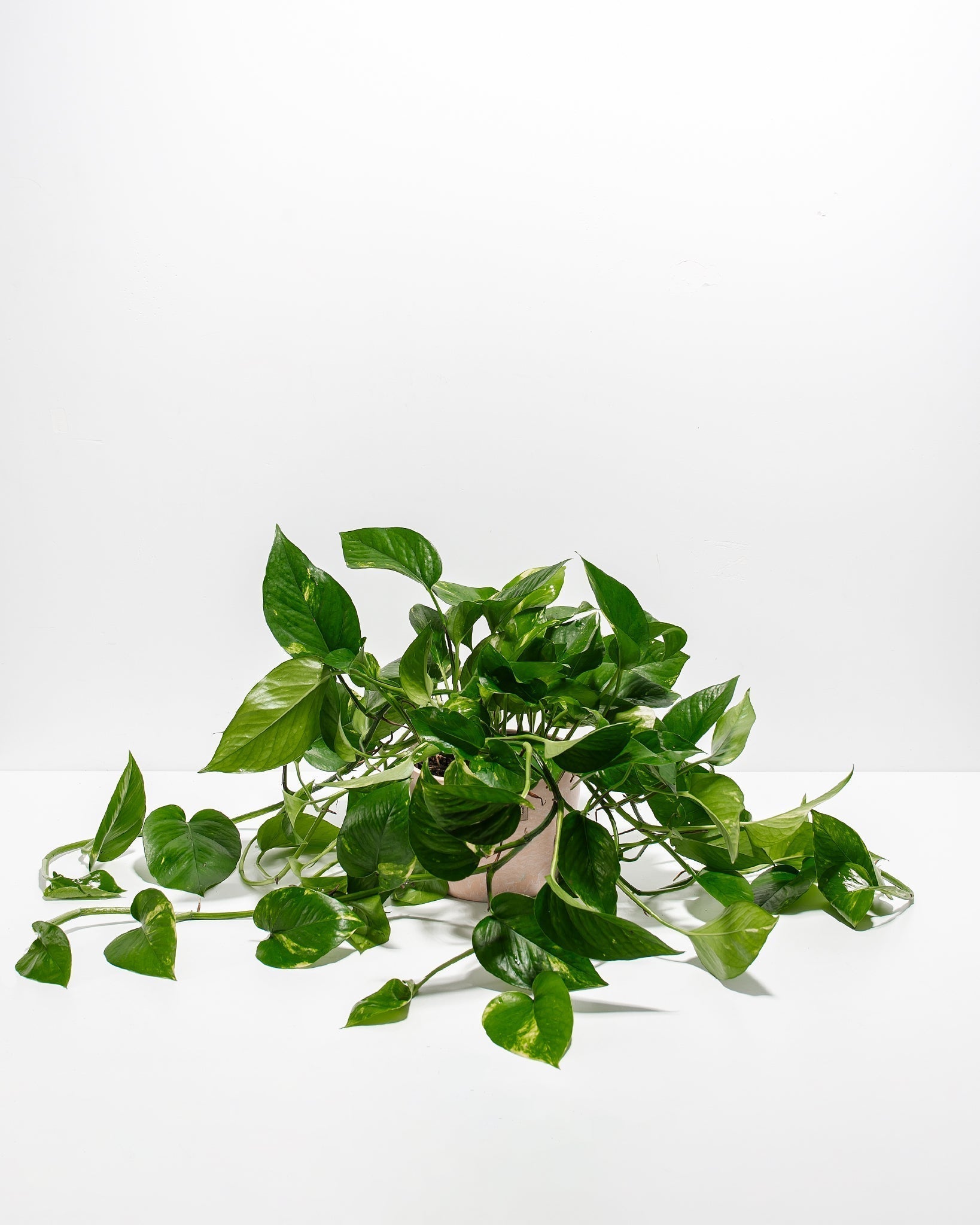 Golden Pothos Plant - Indoor Plants - PL_EGP_8IN1 - Varnish + Vine - 21