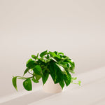 Golden Pothos Plant - Indoor Plants - PB_EGP_ECO_EG_6IN1 - Varnish + Vine - 58