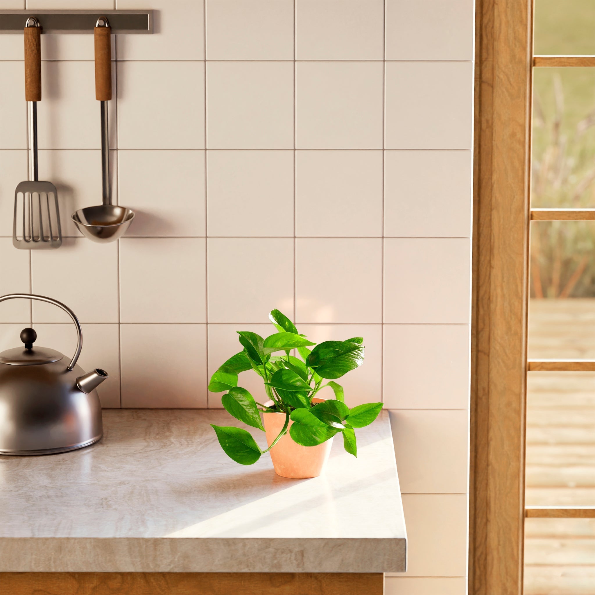 Golden Pothos Plant - Indoor Plants - PB_EGP_BAS_LI_8IN1 - Varnish + Vine - 30